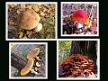 Wandeling van Monke en Judith op 21-10-2012 (68)